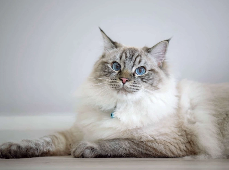 What is the personality of a Ragdoll cross tabby cat?