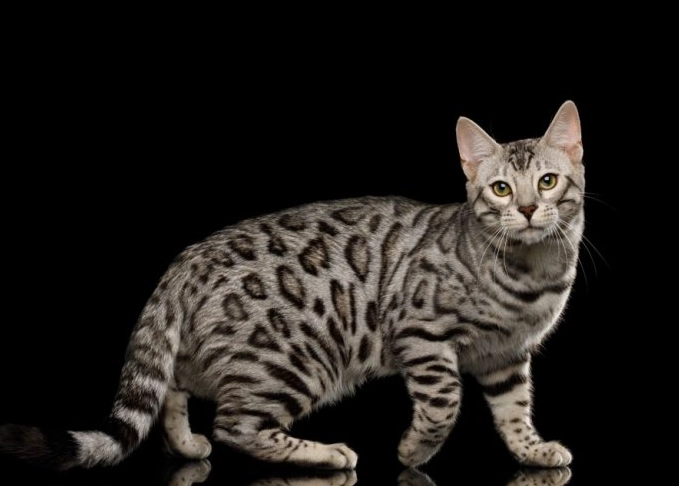 Bengal cat male vs female
