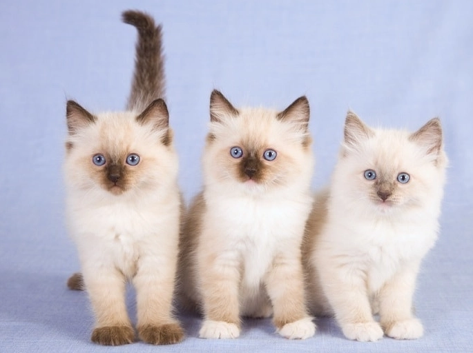 Ragdoll kitten cost
