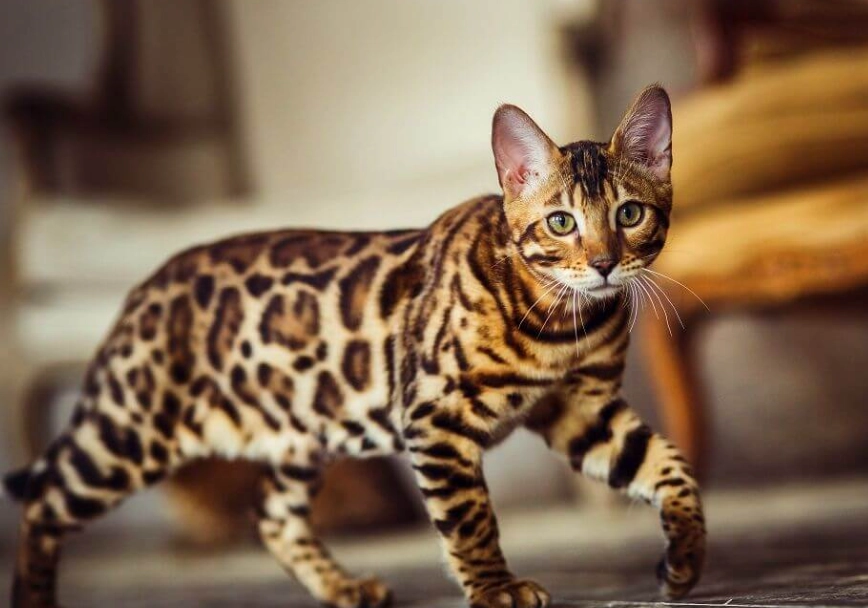 Bengal cat price