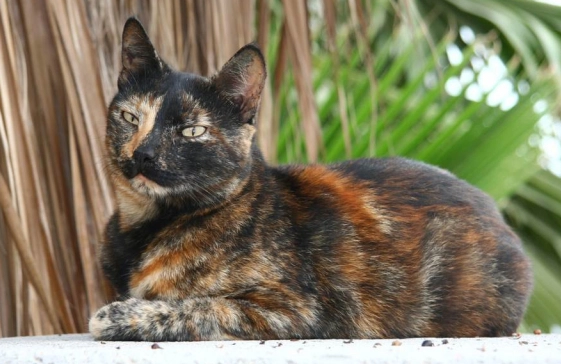 male tortoiseshell cat
