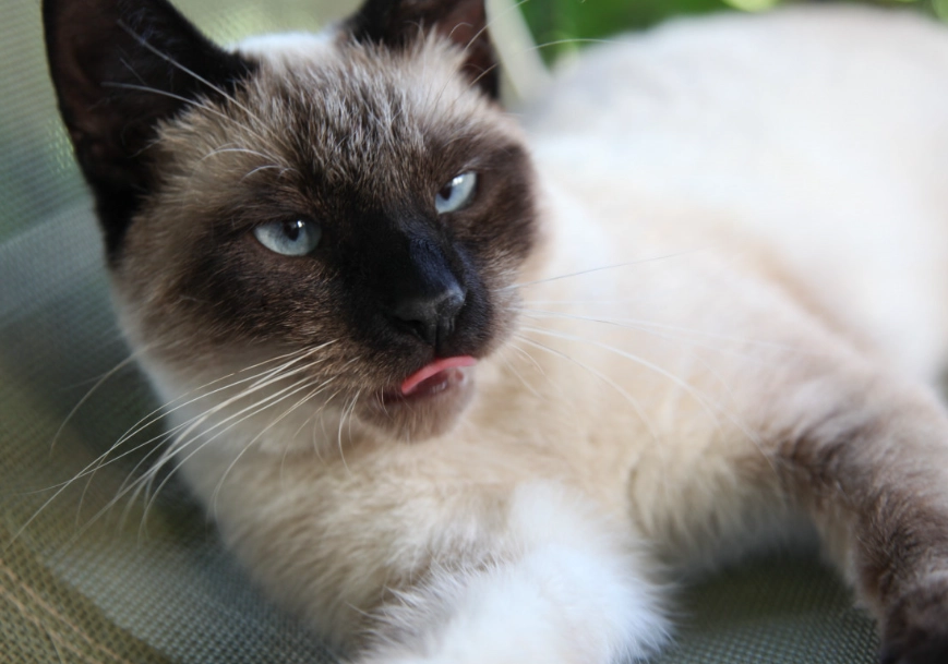 Siamese Ragdoll hybrid