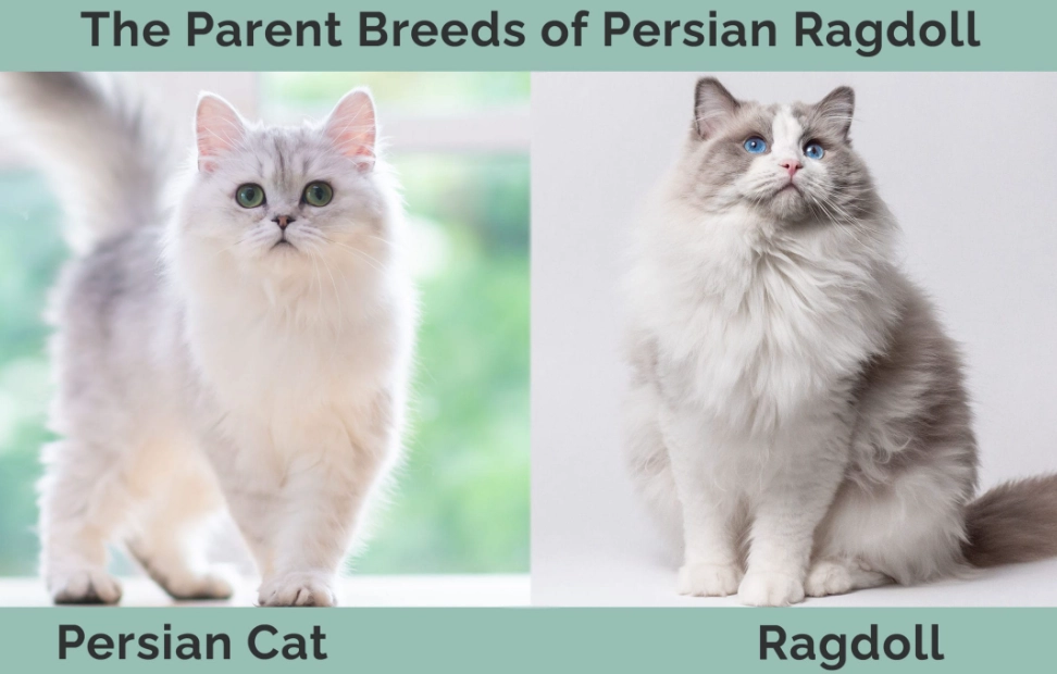 Can Ragdolls and Persians breed?