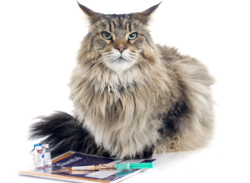 Maine Coon heart disease