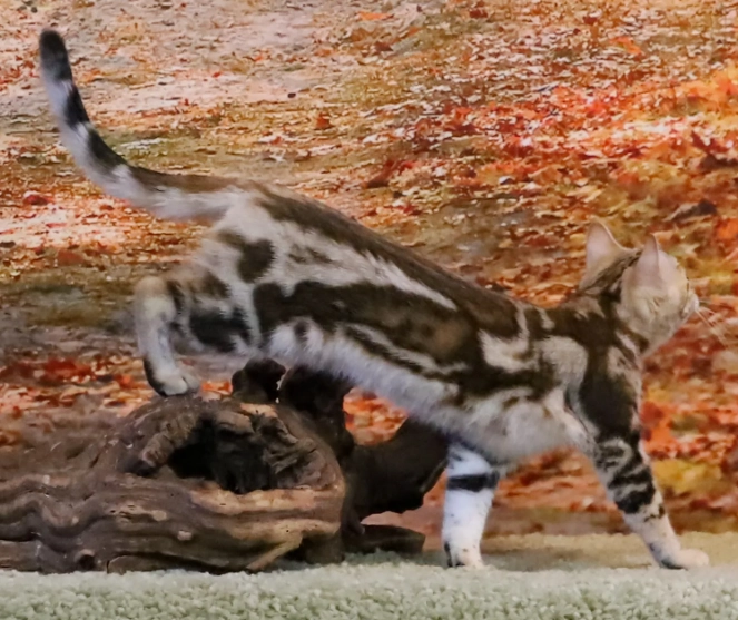 marbled tabby vs marbled bengal