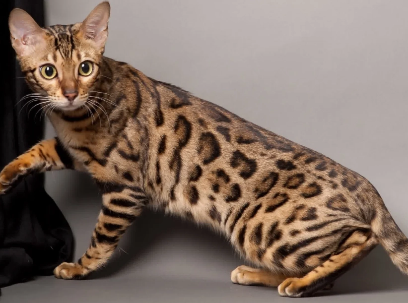 Bengal cat cost