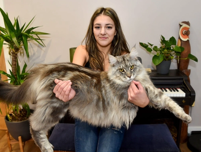 large cat breeds