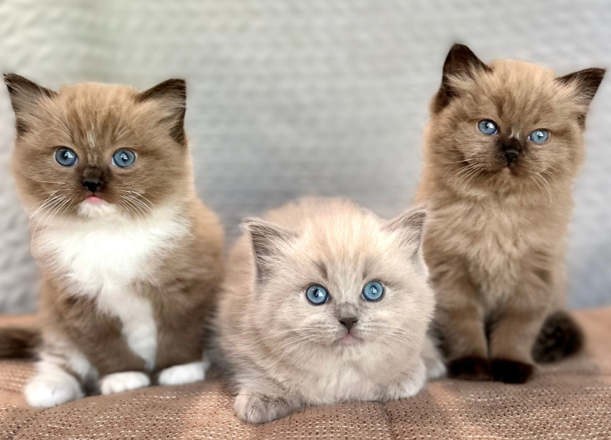 rare Ragdoll cat rare Ragdoll cat