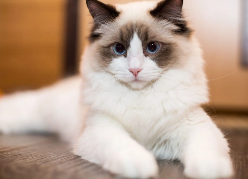 Blue Ragdoll cat price