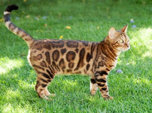 Bengal cat bengal personality type