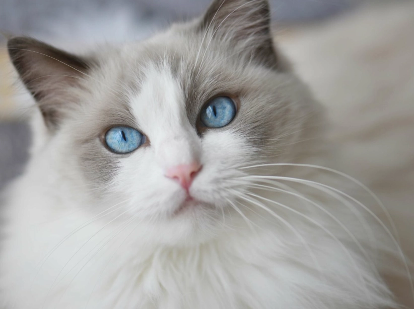 Persian Ragdoll hybrid Persian Ragdoll hybrid