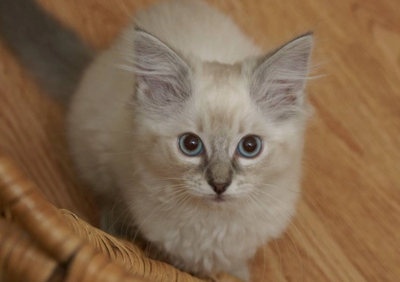 tabby Ragdoll mix temperament