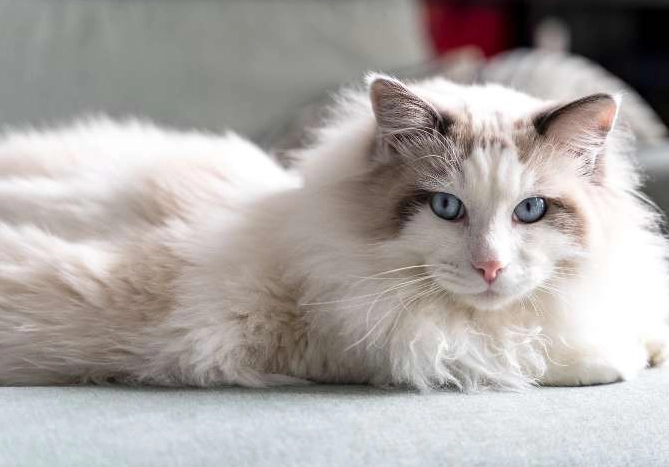 Can you breed Ragdoll and Persian cats Can you breed Ragdoll and Persian cats