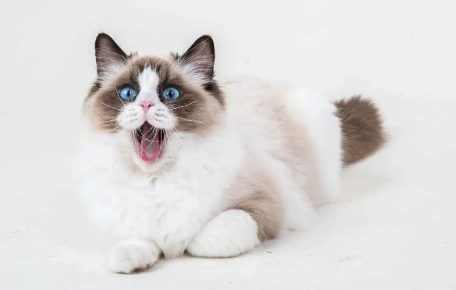 Persian Ragdoll mix personality Persian Ragdoll mix personality