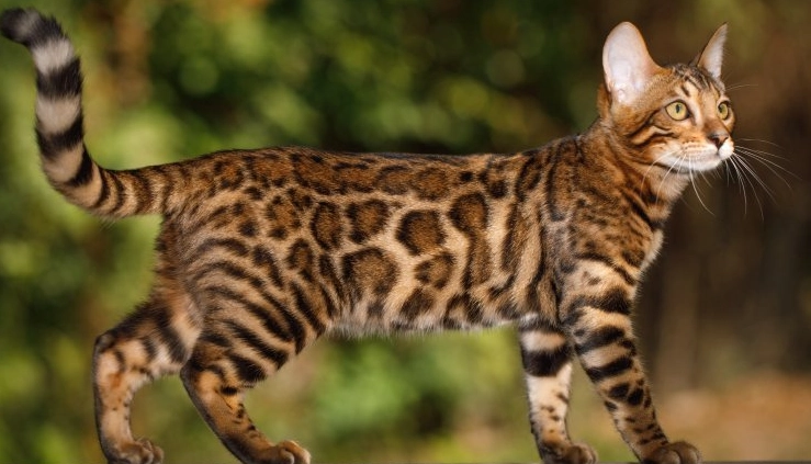 Bengal cat personality