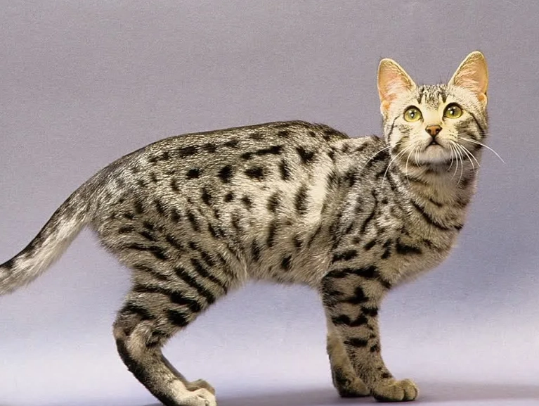 Bengal cat price Bengal cat price