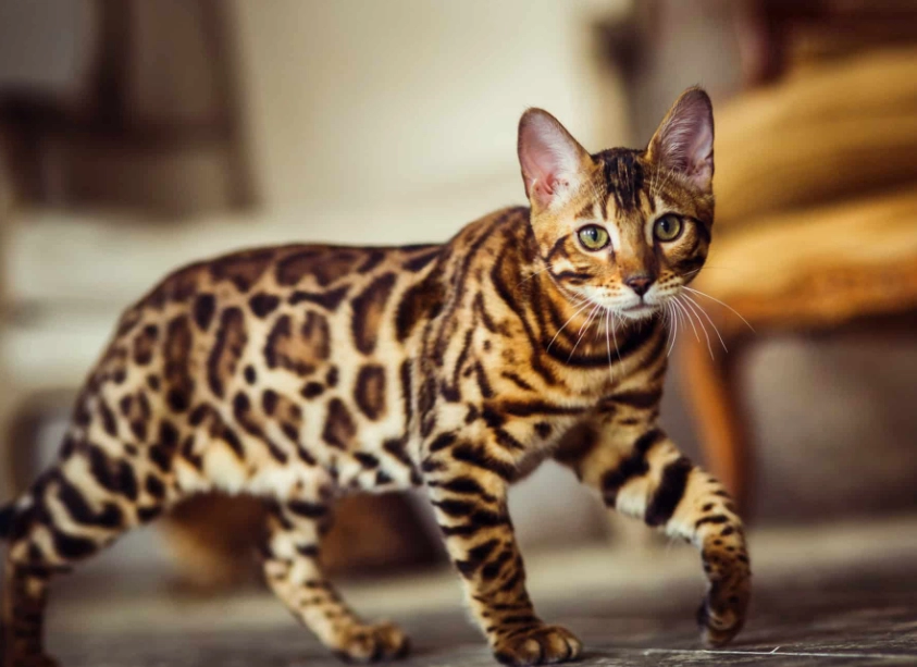 Are Bengal cats cuddly?