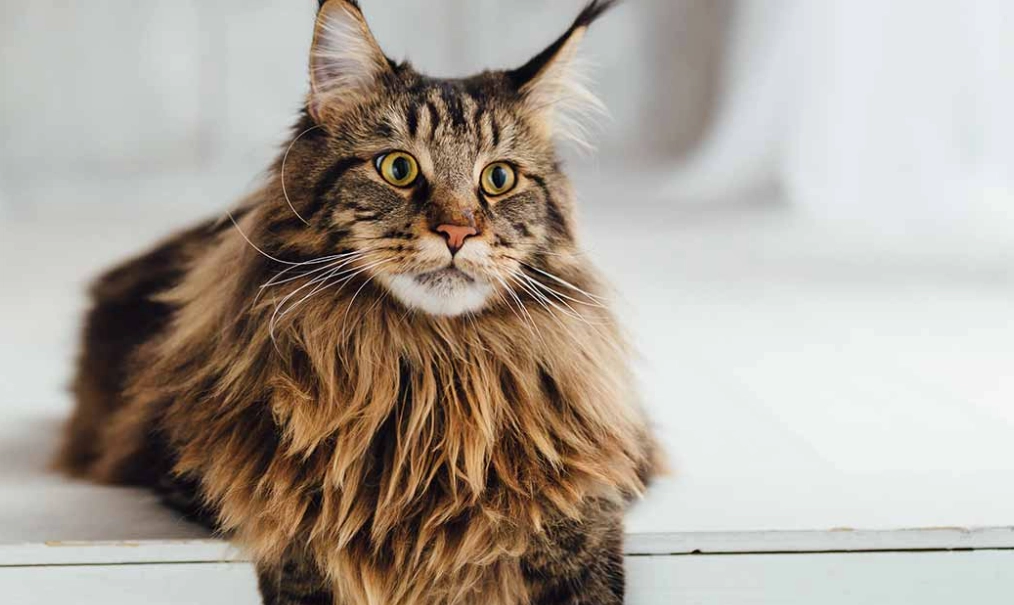 Maine Coon price