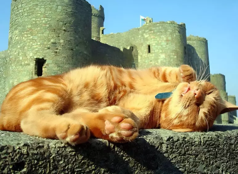 Welsh cat personality