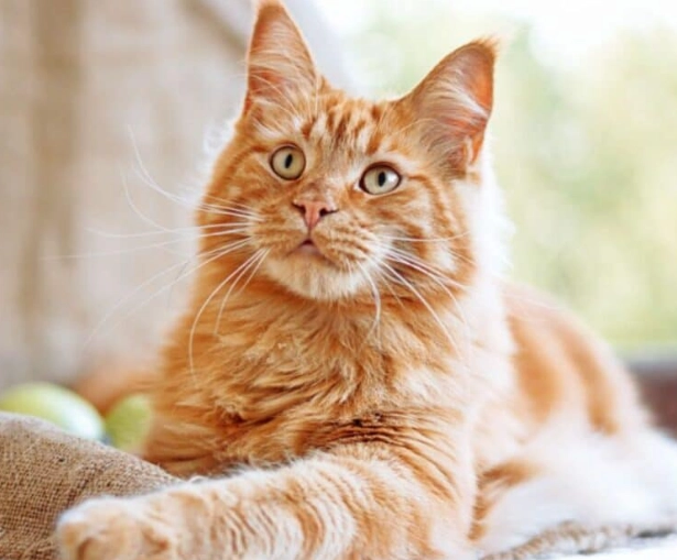 Maine Coon health problems