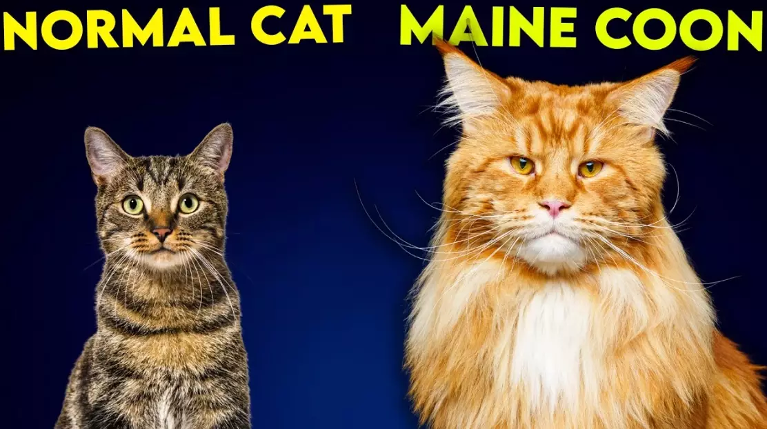 Maine Coon cat size