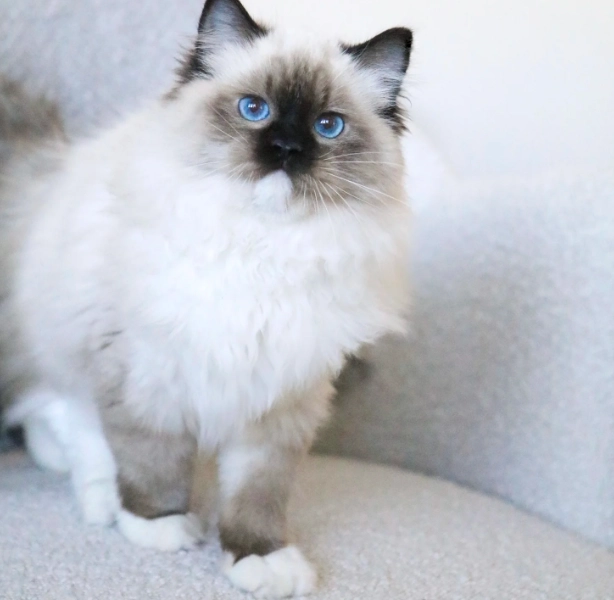 Ragdoll cat colors and patterns Ragdoll cat colors and patterns