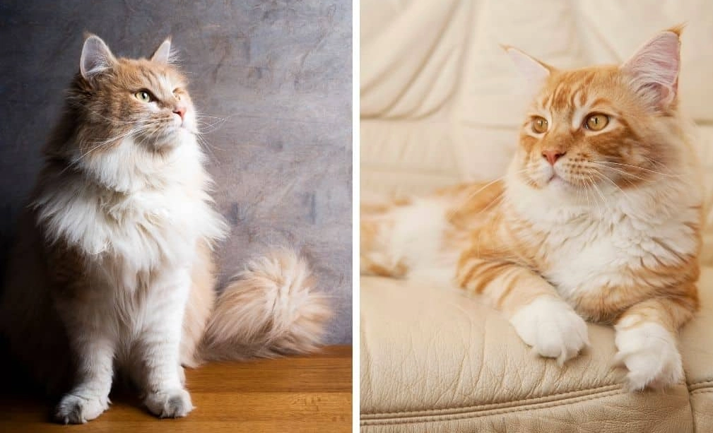 Maine Coon common diseases