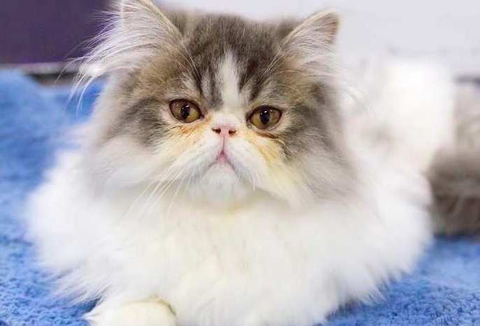 cat breed cost