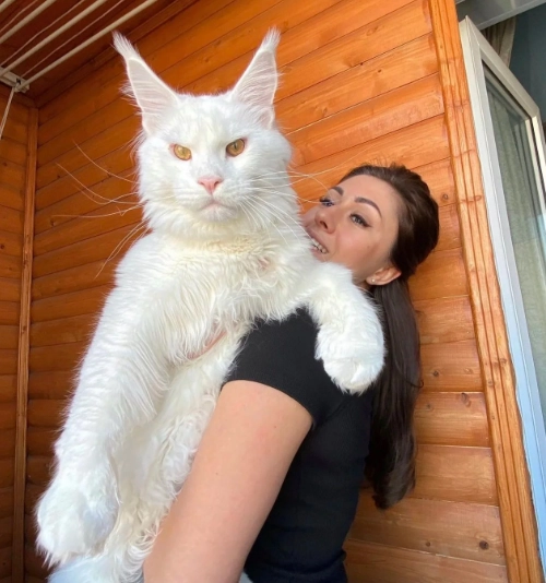 Maine Coon cat price