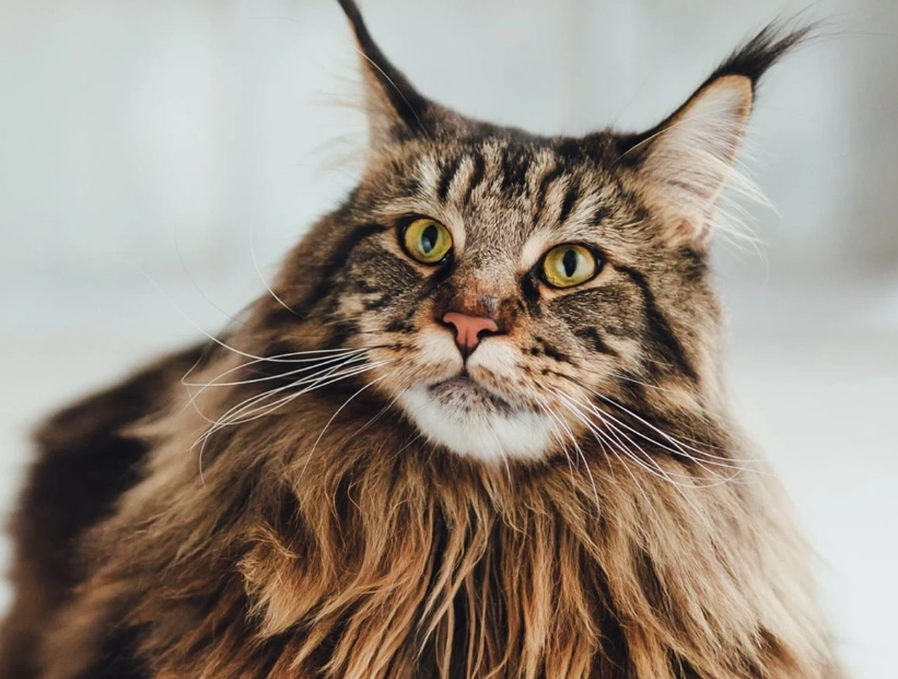 Maine Coon kitten cost