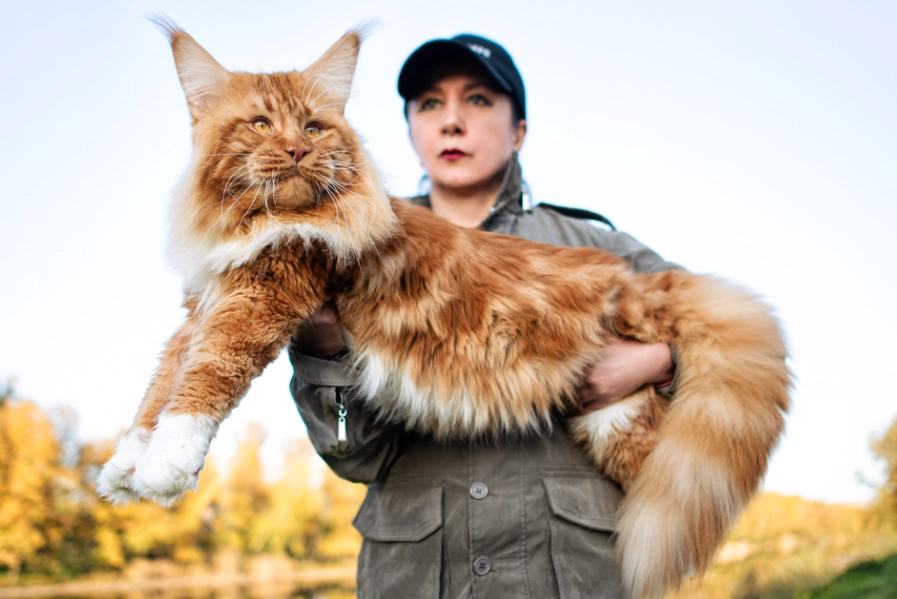 Maine Coon growth chart