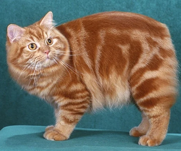 Welsh cat