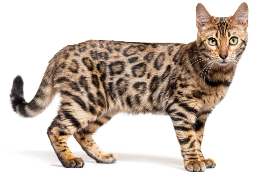 Bengal cat behavior guide Bengal cat behavior guide