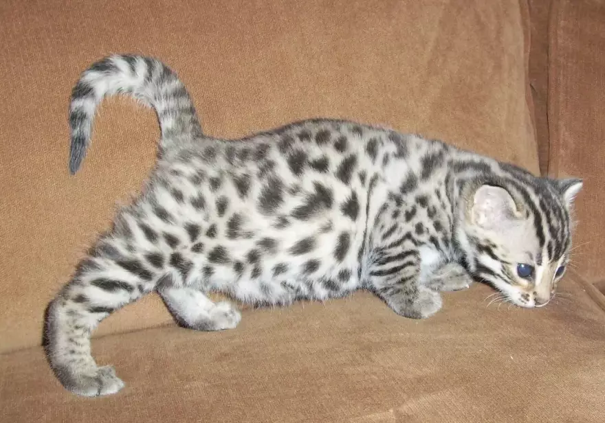 Bengal cat temperament