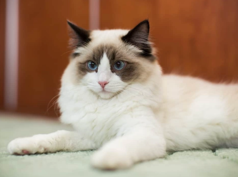 Siamese Ragdoll Shorthair cat