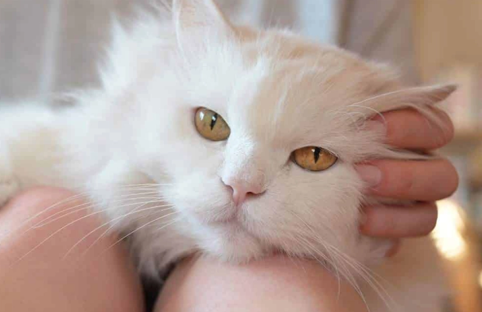 Ragdoll Persian mix traits Ragdoll Persian mix traits