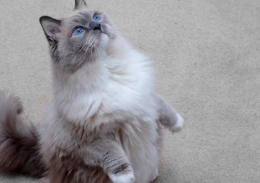 how much is a blue ragdoll cat