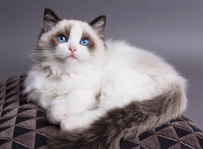 Ragdoll cat cost