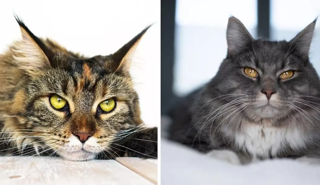 How much is a Maine Coon