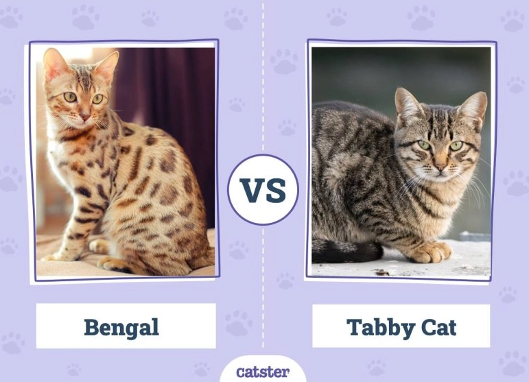 marbled tabby vs marbled bengal