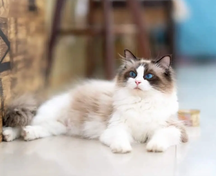 tabby Ragdoll cat