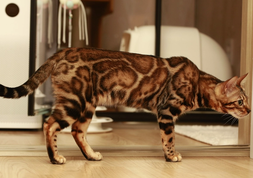 Why are Bengal cats so crazy
