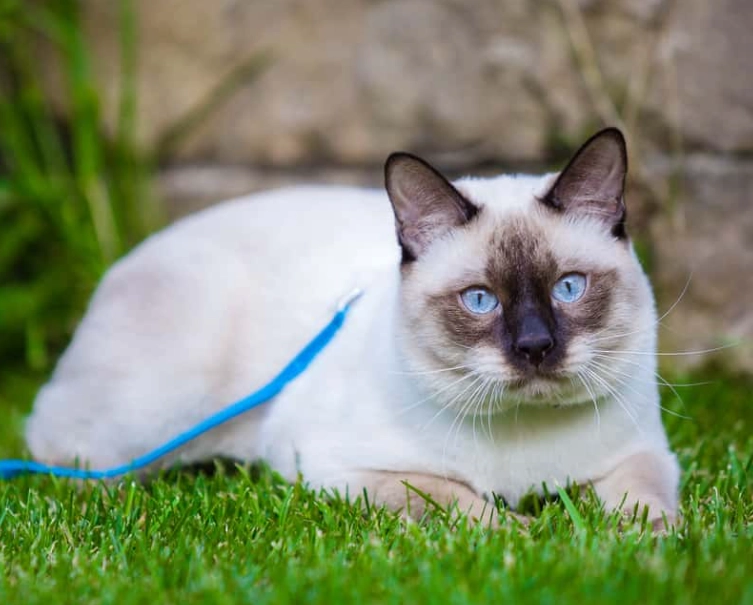 Siamese Ragdoll hybrid