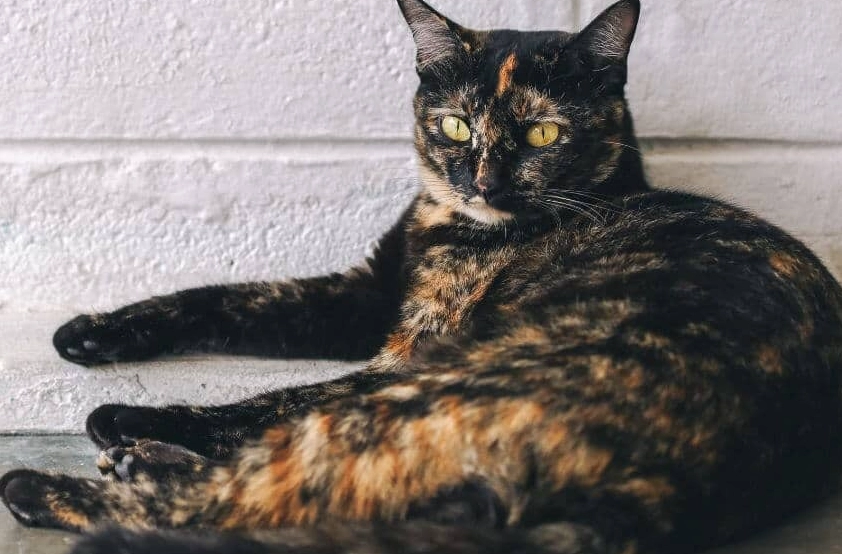 Tortie cat male price