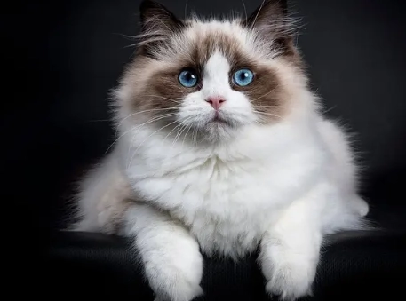 how much is a blue ragdoll cat