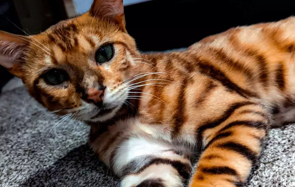 Bengal cat male vs female