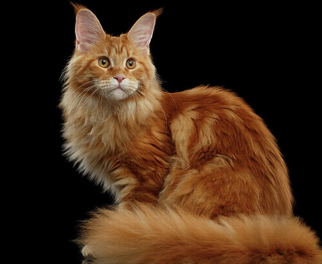 Maine Coon growth chart