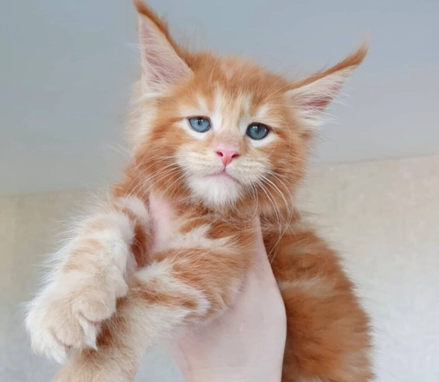 How much is a Maine Coon