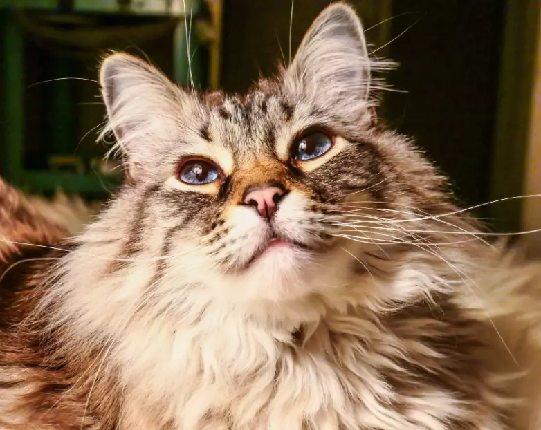 tabby Ragdoll mix temperament