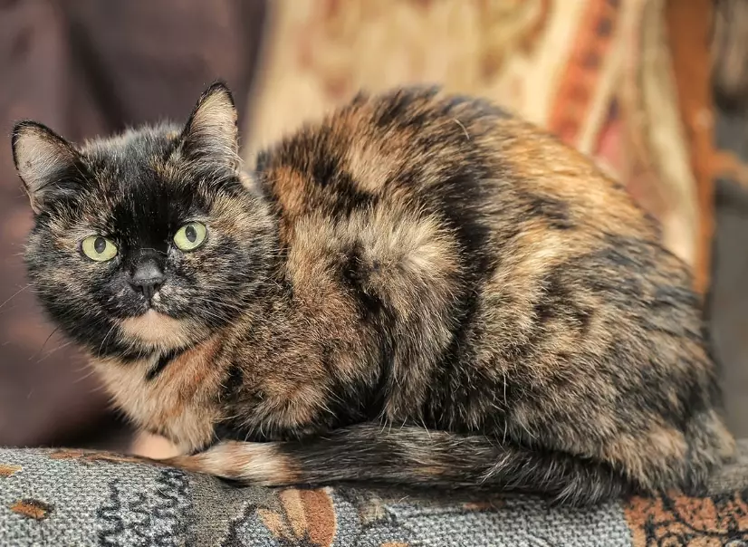 black tortie cat male